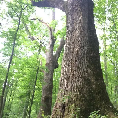 Privat bolig Domacinstvo Trifunovic Pretresnja