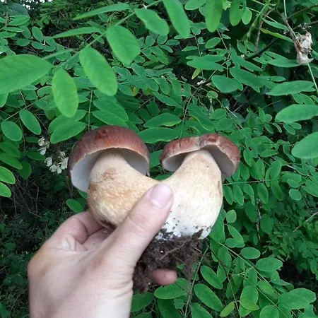 Privat bolig Domacinstvo Trifunovic *