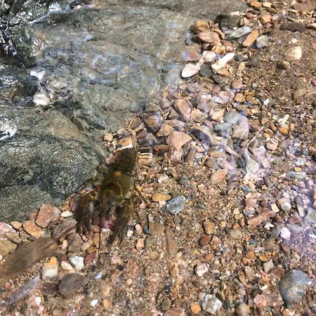 Domacinstvo Trifunovic Pansiyon Pretresnja