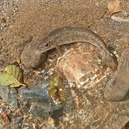 Domacinstvo Trifunovic Privat bolig