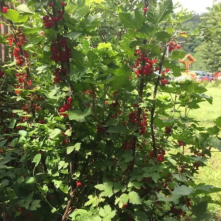 Domacinstvo Trifunovic *