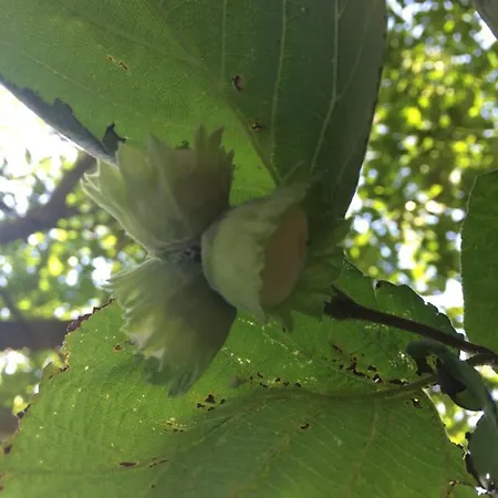 Privat bolig Domacinstvo Trifunovic