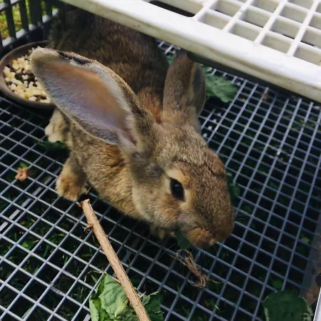 Domacinstvo Trifunovic Privat bolig