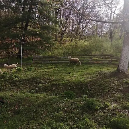 Проживание в семье Domacinstvo Trifunovic