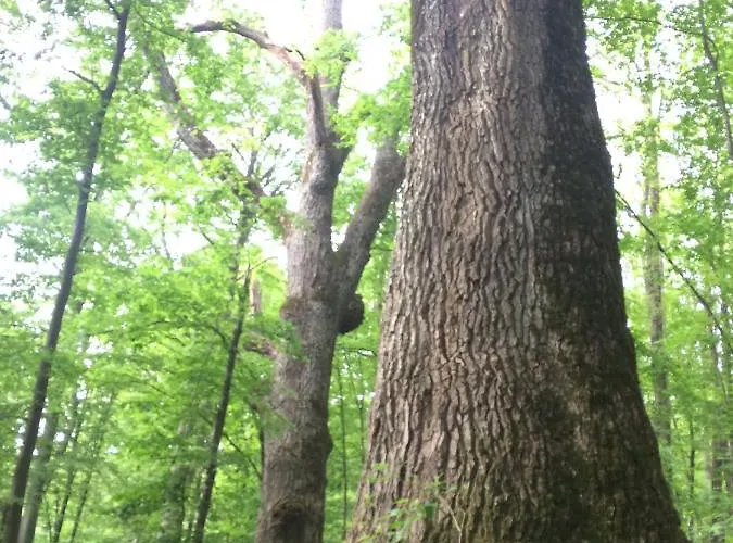 Проживание в семье Domacinstvo Trifunovic Pretresnja