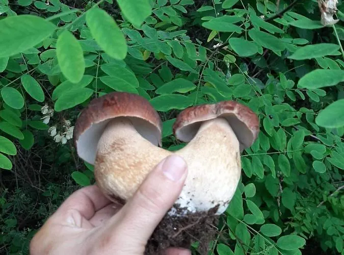 Проживание в семье Domacinstvo Trifunovic *