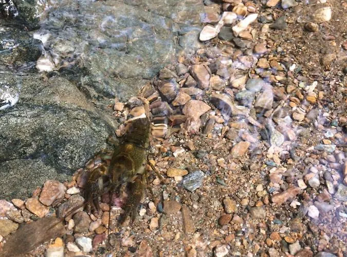 Domacinstvo Trifunovic Проживание в семье Pretresnja