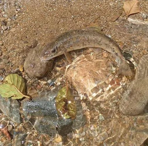 Domacinstvo Trifunovic Проживание в семье