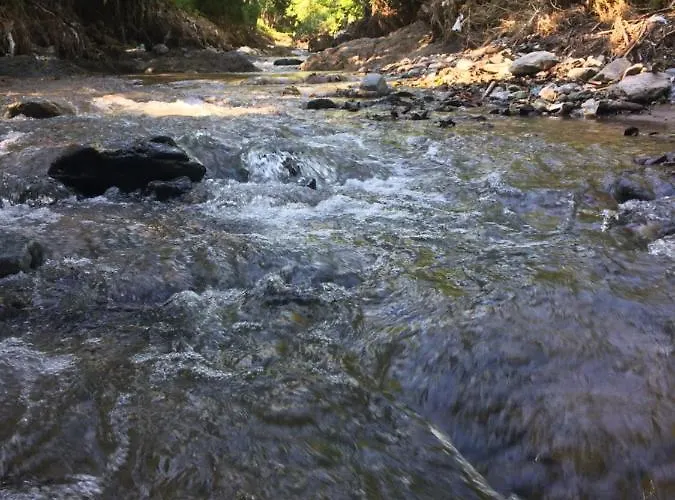 Domacinstvo Trifunovic *