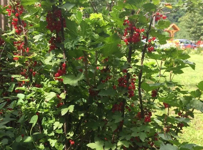 Domacinstvo Trifunovic *