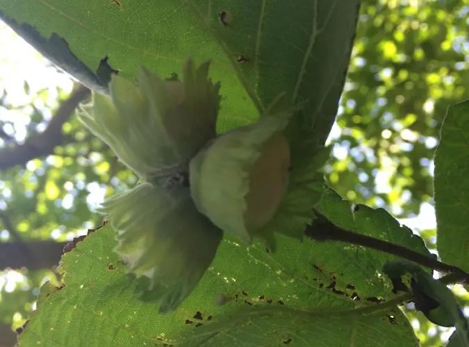 Проживание в семье Domacinstvo Trifunovic