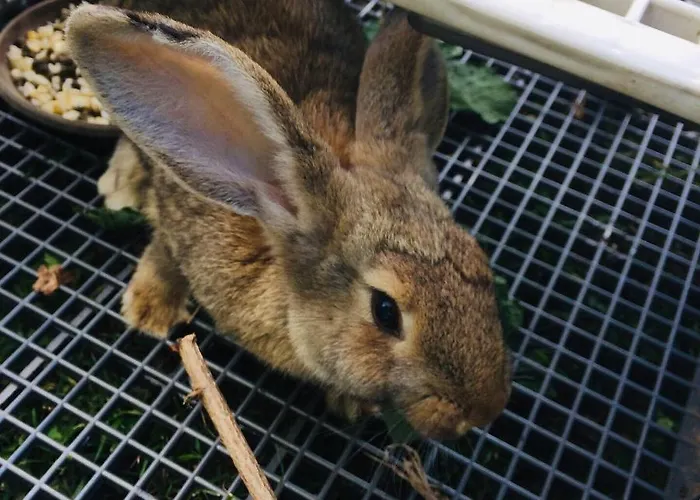 Domacinstvo Trifunovic Проживание в семье