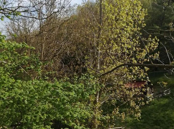 Проживание в семье Domacinstvo Trifunovic *