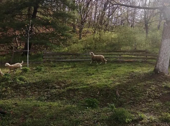 Проживание в семье Domacinstvo Trifunovic